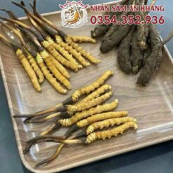 dong trung tuoi 6