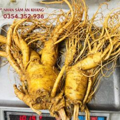Sâm Tươi Hàn Quốc 2 Củ 1KG 4 sam tuoi 2 cu 2