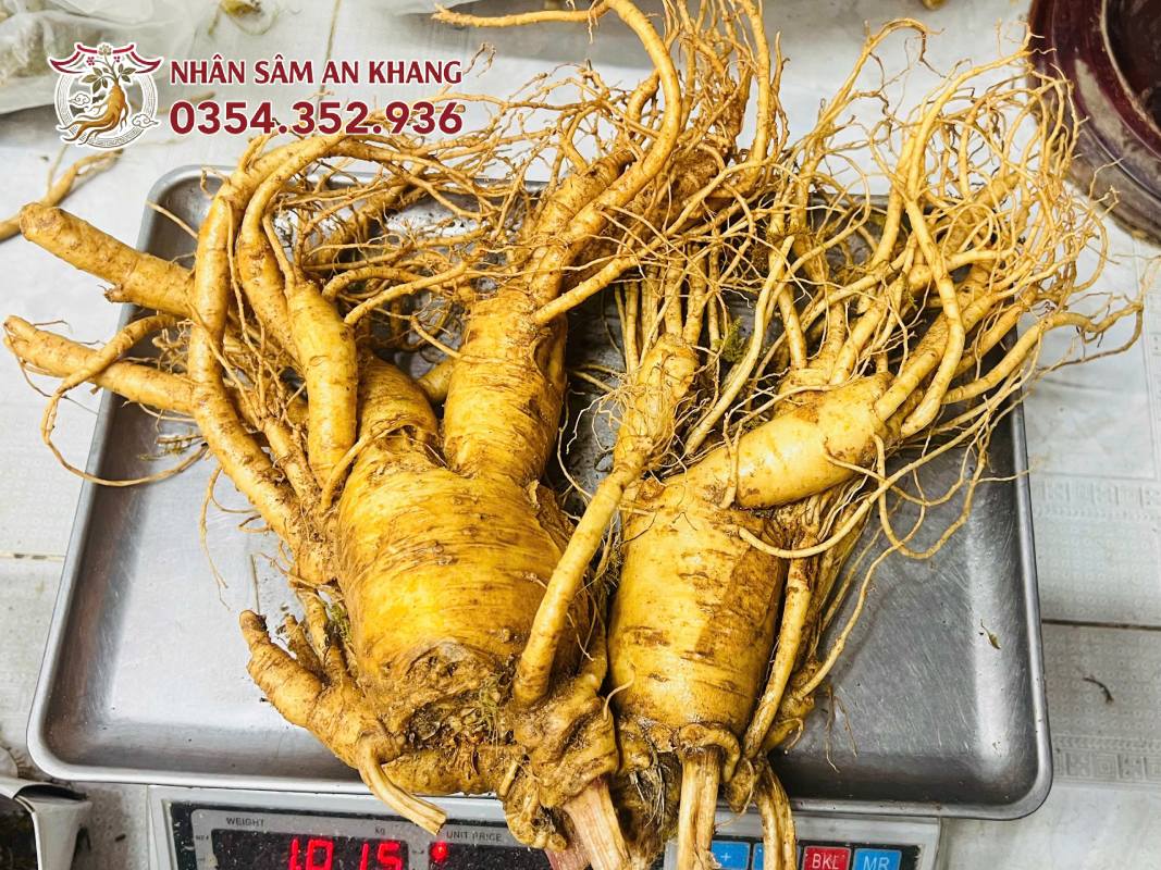 Sâm Tươi Hàn Quốc 2 Củ 1KG 12 sam tuoi 2 cu 2
