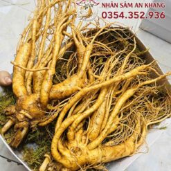 Sâm Tươi Hàn Quốc 2 Củ 1KG 5 sam tuoi 2 cu 3