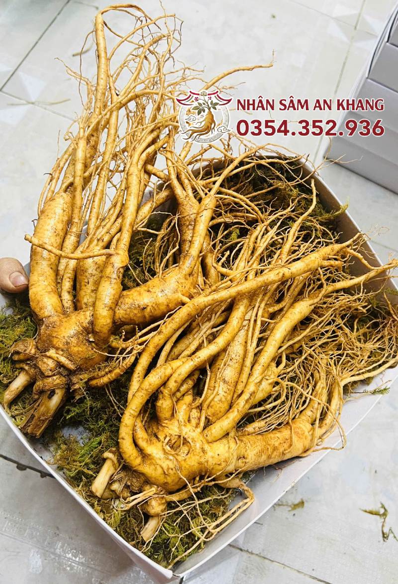 Sâm Tươi Hàn Quốc 2 Củ 1KG 13 sam tuoi 2 cu 3