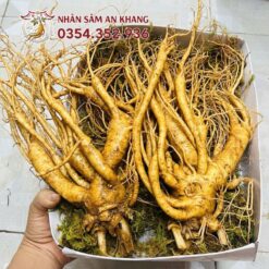 Sâm Tươi Hàn Quốc 2 Củ 1KG 3 sam tuoi 2 cu 4