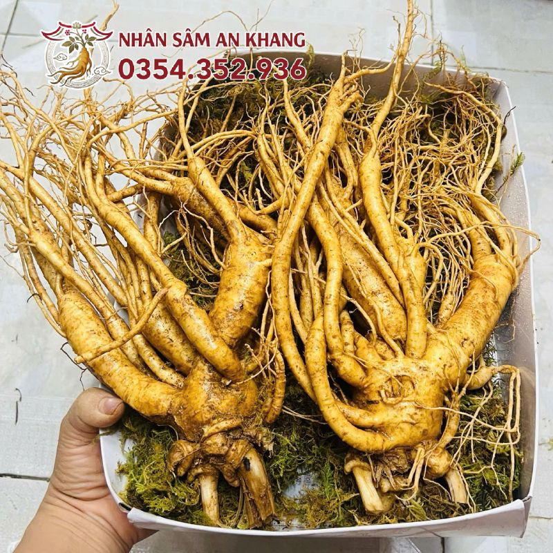 Sâm Tươi Hàn Quốc 2 Củ 1KG 10 sam tuoi 2 cu 4
