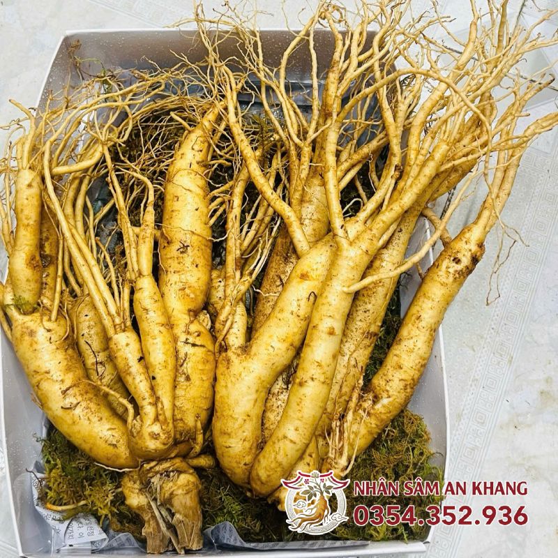 Sâm Tươi Hàn Quốc 2 Củ 1KG 7 sam tuoi 2 cu 5