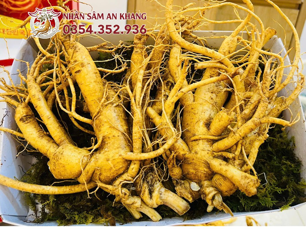Sâm Tươi Hàn Quốc 2 Củ 1KG 8 sam tuoi 2 cu 6