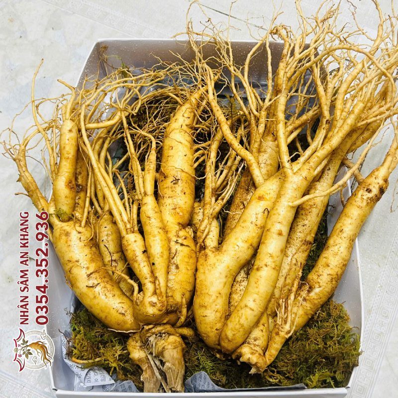 Sâm Tươi Hàn Quốc 2 Củ 1KG 9 sam tuoi 2 cu 7 e1790674637540