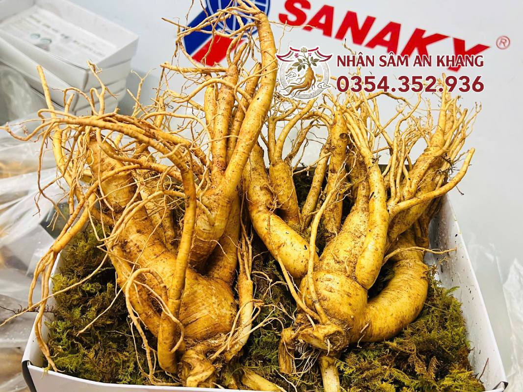 Sâm Tươi Hàn Quốc 2 Củ 1KG 11 sam tuoi 2 cu