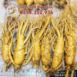 Sâm Tươi Hàn Quốc 6 Củ 1KG